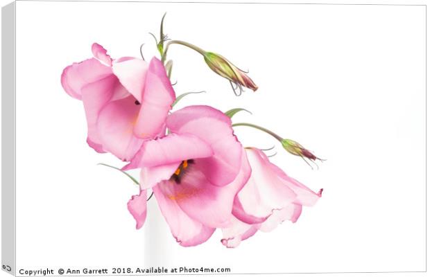 Pink Lisianthus Canvas Print by Ann Garrett