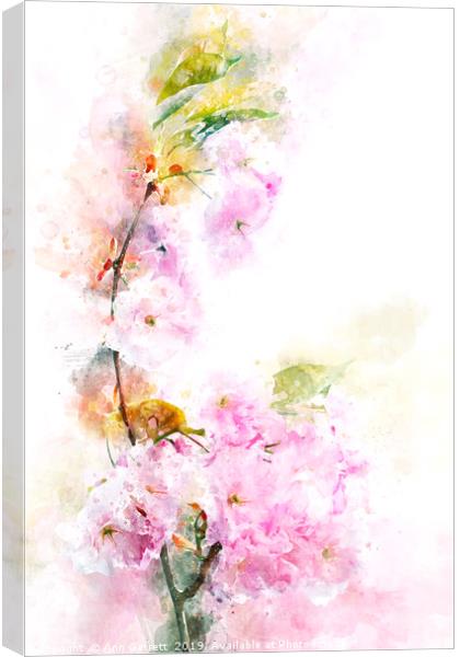 Cherry Blossom Canvas Print by Ann Garrett