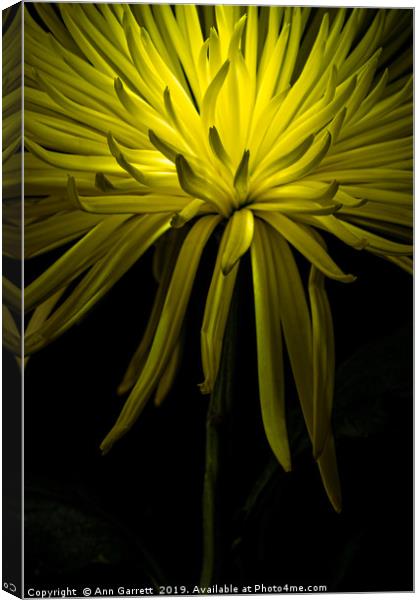 Chrysanthemum Spikes Canvas Print by Ann Garrett