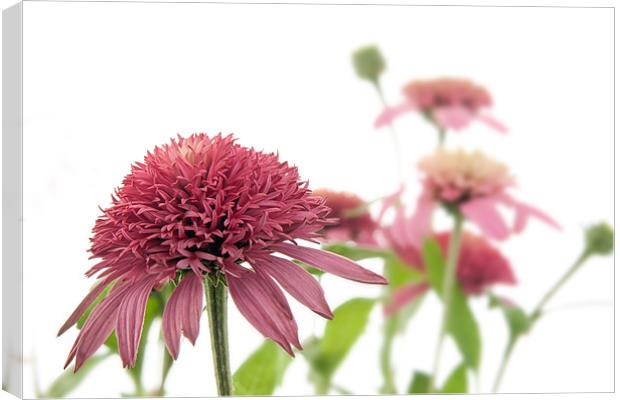 Echinacea Canvas Print by Ann Garrett