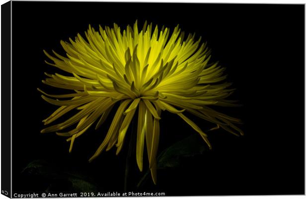 Chrysanthemum Spikes 2 Canvas Print by Ann Garrett
