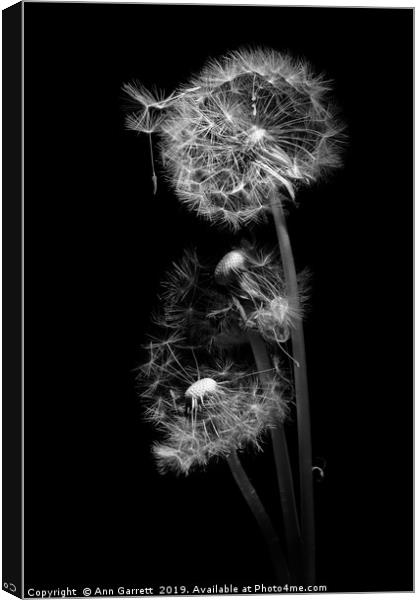 Dandelion Clocks Monochrome Canvas Print by Ann Garrett