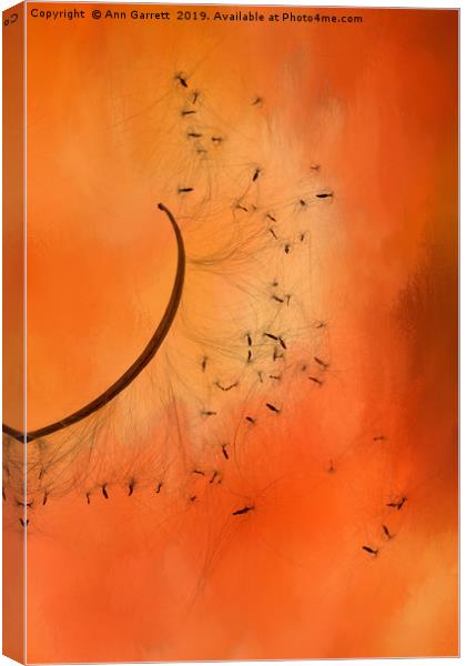 Sunset Seeds Canvas Print by Ann Garrett