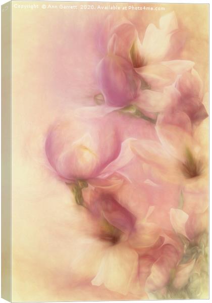 Magnolia Softness Canvas Print by Ann Garrett