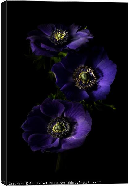 Three Purple Anemones 2 Canvas Print by Ann Garrett