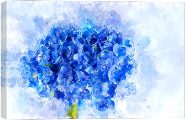 Blue Hydrangea Watercolour Canvas Print by Ann Garrett