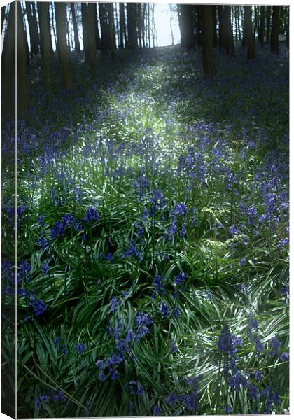 Bluebell Light Canvas Print by Ann Garrett