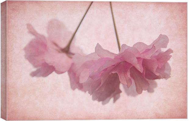 Cherry Blossom Froth Canvas Print by Ann Garrett