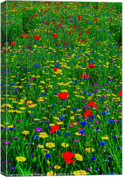Wild Flower Meadow Canvas Print by David Atkinson