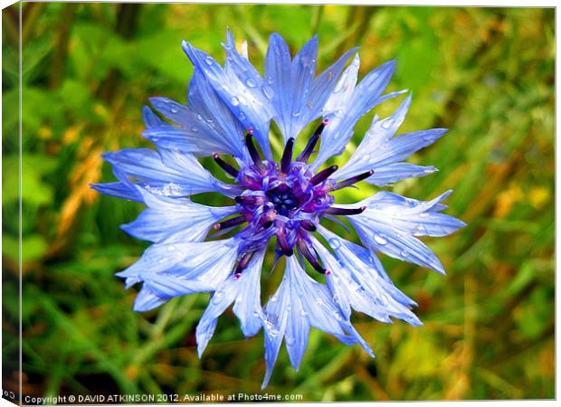 BLUE FLOWER AFTER THE RAIN Canvas Print by David Atkinson