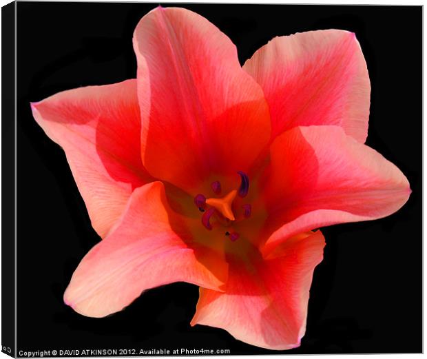 CENTRE OF THE TULIP Canvas Print by David Atkinson