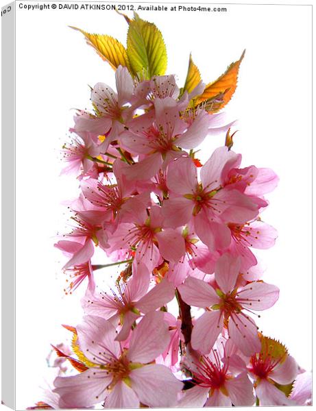 BLOSSOM ON A WHITE BACKGROUND Canvas Print by David Atkinson