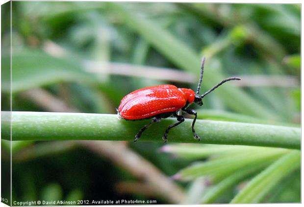 RED LILY BEETLE Canvas Print by David Atkinson
