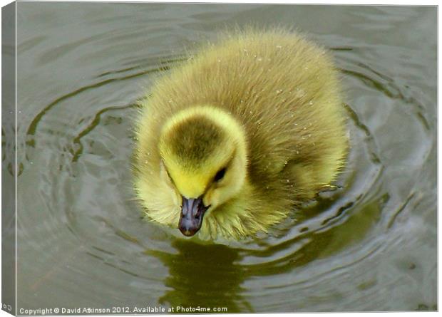 GOSLING Canvas Print by David Atkinson