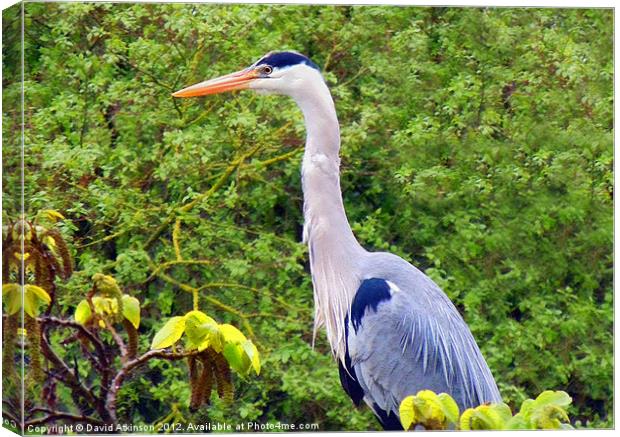 HERON Canvas Print by David Atkinson