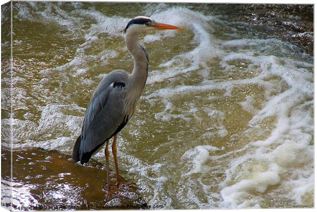 WILD WATER FISHING Canvas Print by David Atkinson