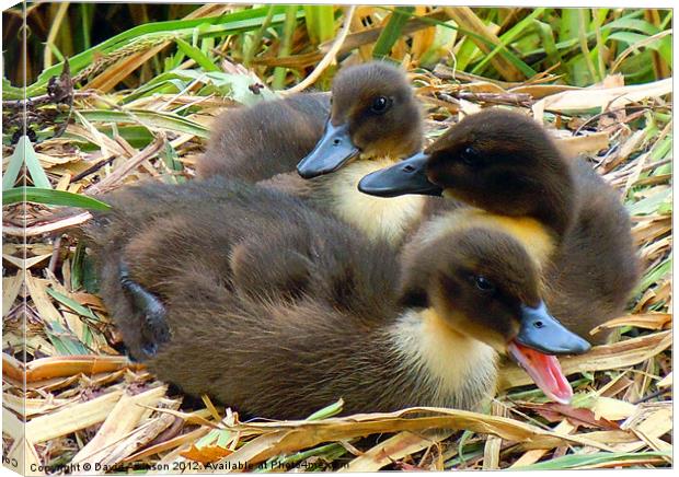 QUACKERS Canvas Print by David Atkinson