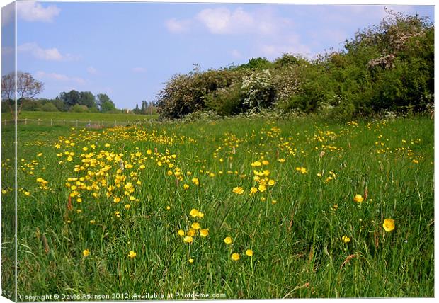BUTTERCUP MEADOW Canvas Print by David Atkinson