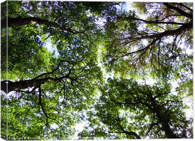 TREE CANOPY Canvas Print by David Atkinson