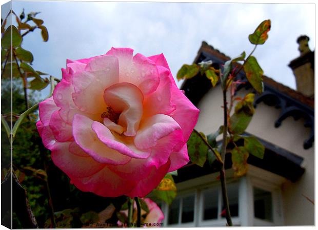 ENGLISH ROSE Canvas Print by David Atkinson