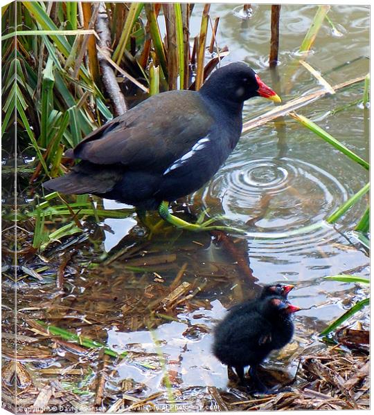 MOORHEN CHICKS Canvas Print by David Atkinson