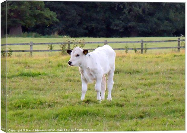 WHITE PARK CATTLE CALF Canvas Print by David Atkinson