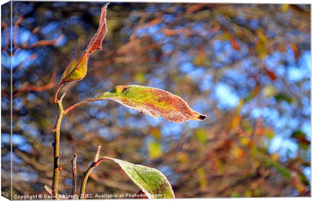 FROSTY LEAF Canvas Print by David Atkinson