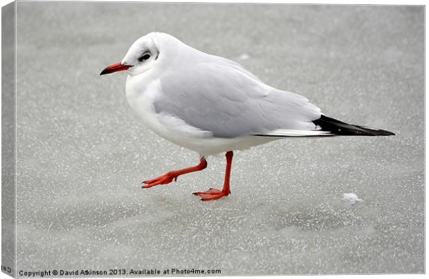 ON THIN ICE Canvas Print by David Atkinson