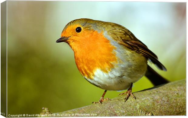 ROBIN REDBREAST Canvas Print by David Atkinson