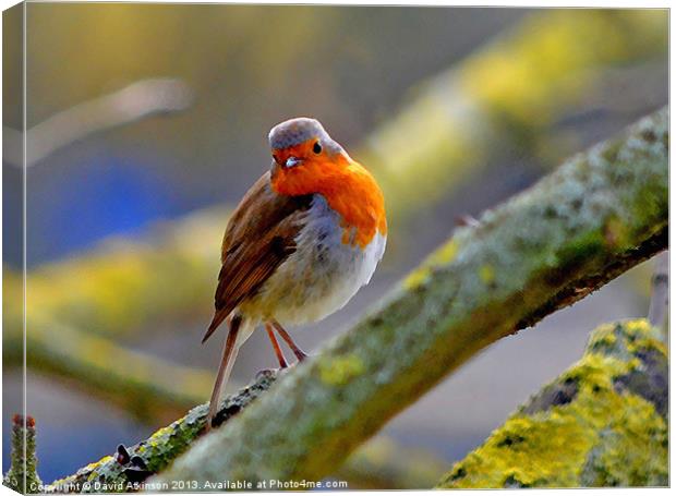 THOUGHTFUL ROBIN Canvas Print by David Atkinson