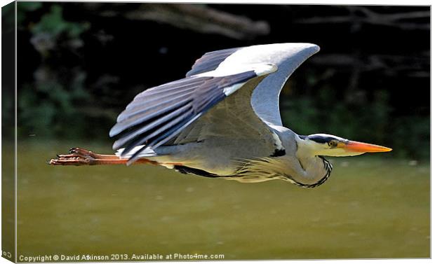 HERON IN FLIGHT Canvas Print by David Atkinson