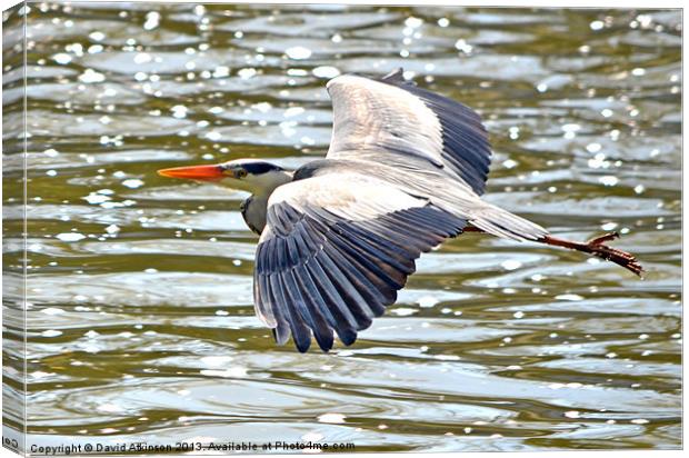 FLYING HERON Canvas Print by David Atkinson