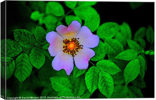 DOG ROSE Canvas Print by David Atkinson