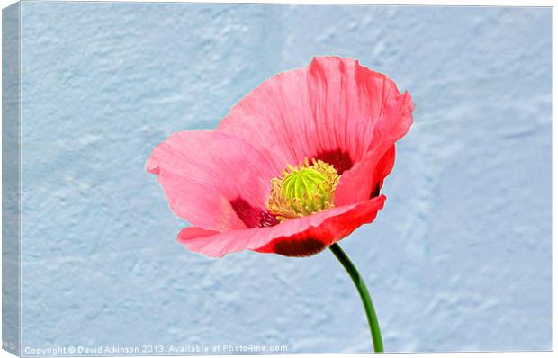 POPPY Canvas Print by David Atkinson