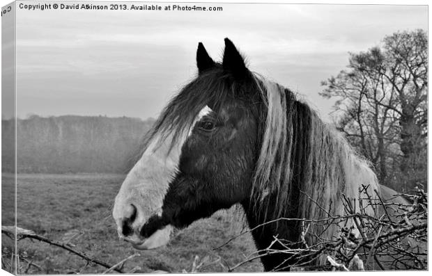 I NEED A TRIM Canvas Print by David Atkinson