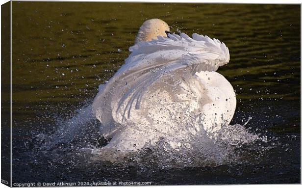 Swan Splash Canvas Print by David Atkinson