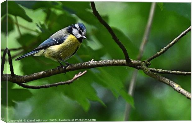 Blue Tit on a branch  Canvas Print by David Atkinson