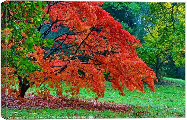 Autumn Colours Canvas Print by David Atkinson