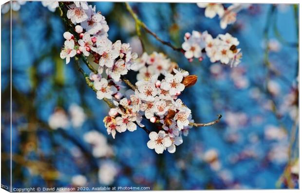 Spring Blossom Canvas Print by David Atkinson