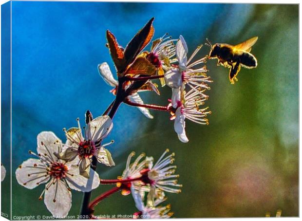 Looking for pollen Canvas Print by David Atkinson