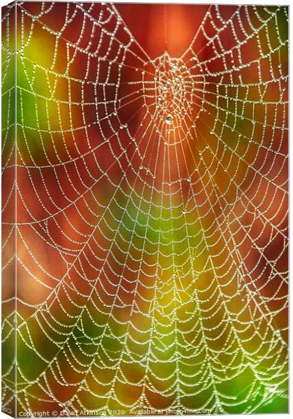 Spider web Canvas Print by David Atkinson