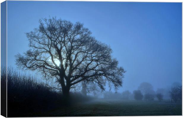 Misty winter tree Canvas Print by David Atkinson