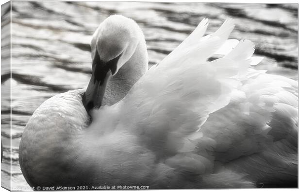 Glowing Swan Canvas Print by David Atkinson