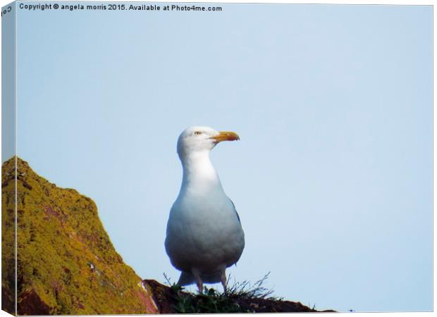 Seagull Canvas Print by angela morris