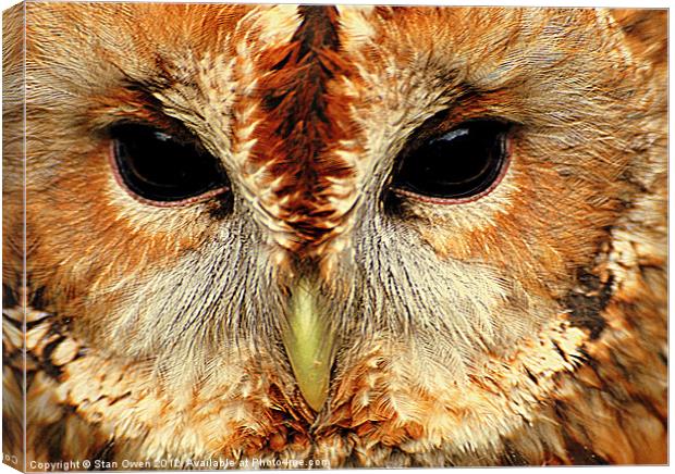 Tawny Owl Canvas Print by Stan Owen