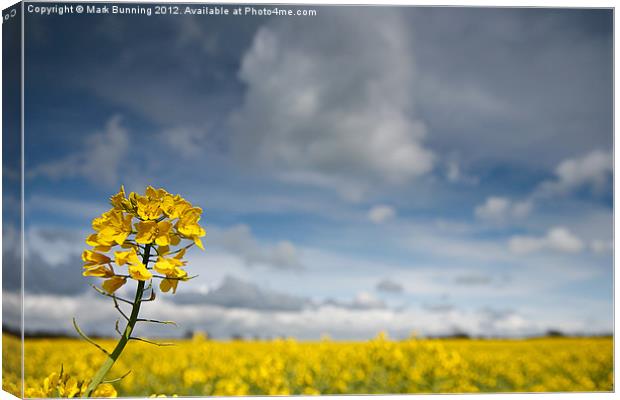 Rapeseed, Brassica napus Canvas Print by Mark Bunning