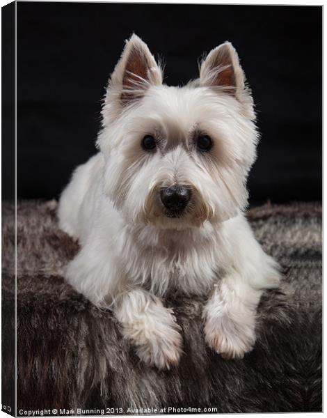 West Highland White Terrier Canvas Print by Mark Bunning