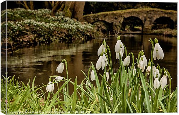 Snowdrops infront of the river stiffkey Canvas Print by Mark Bunning