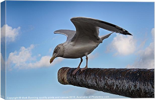 Flown in for dinner Canvas Print by Mark Bunning