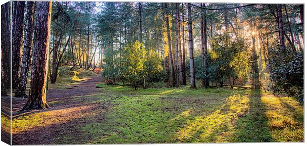 An autumns walk Canvas Print by Mark Bunning